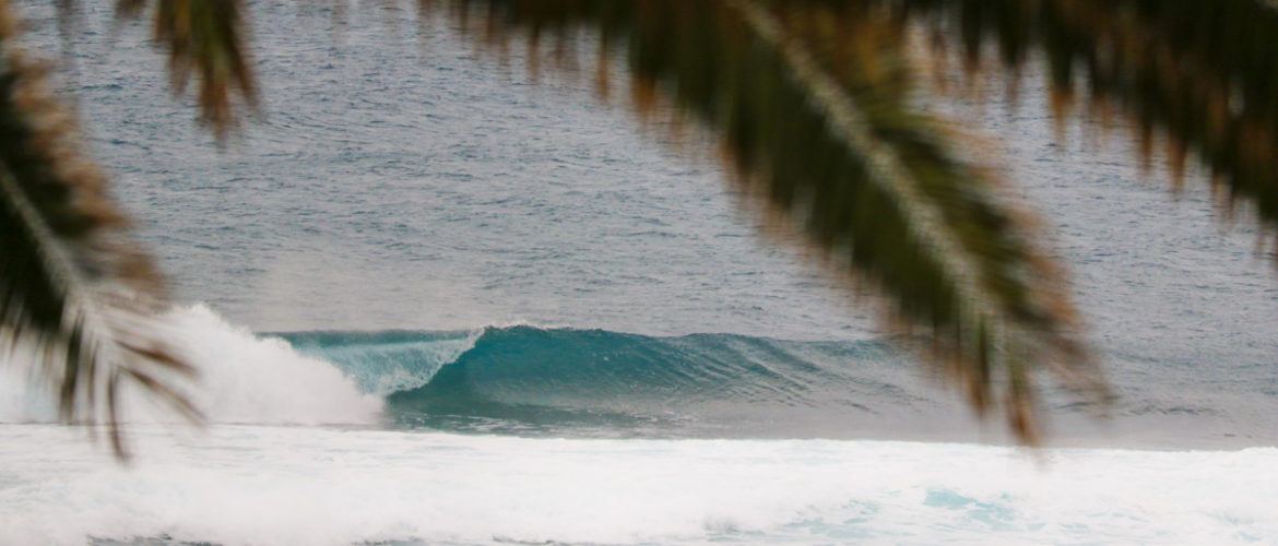 Palmera Surf